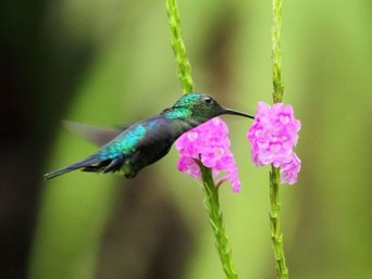 Fliegender Kolibri an einer Blume