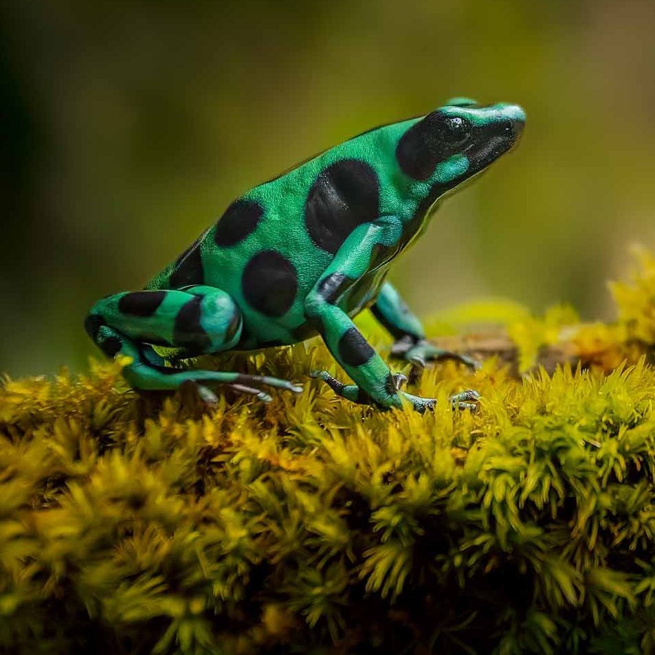 Goldbaumsteiger (grün-schwarzer Pfeilgiftfrosch) auf einem moosigen Ast