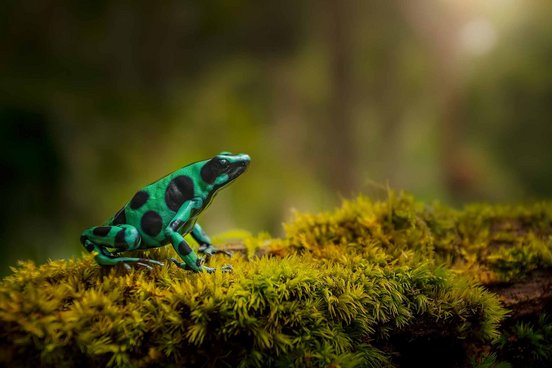 Costa Rica Reise - Faultier Tour