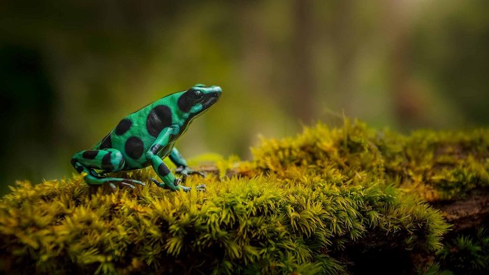 Goldbaumsteiger (grün-schwarzer Pfeilgiftfrosch) auf einem moosigen Ast