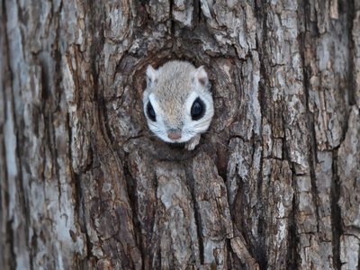 Ein Gleithörnchen schaut aus seiner Baumhöhle