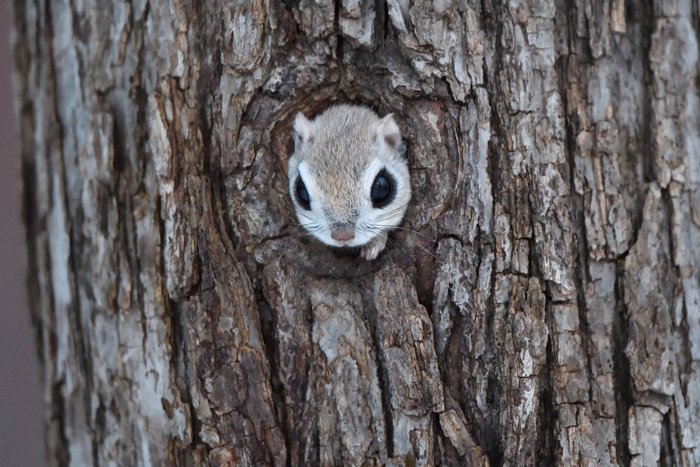 Ein Gleithörnchen schaut aus seiner Baumhöhle