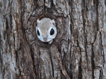 Ein Gleithörnchen schaut aus seiner Baumhöhle