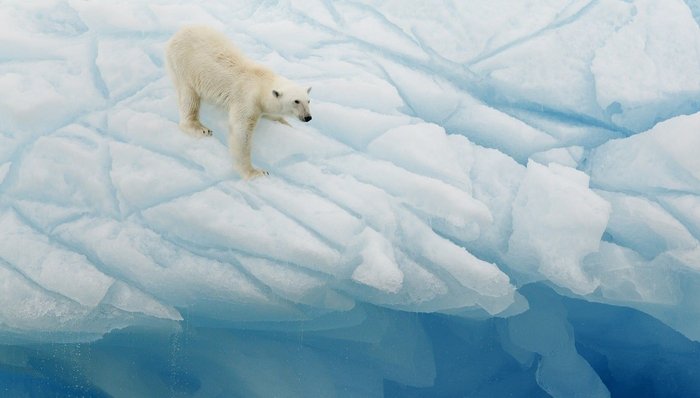 Eisbär klettert an einer Eiswand in Spitzbergen