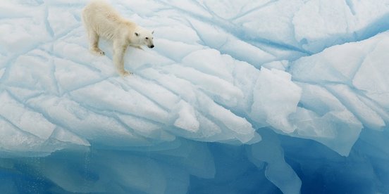 Eisbär klettert an einer Eiswand in Spitzbergen