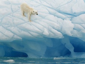 Eisbär klettert an einer Eiswand in Spitzbergen