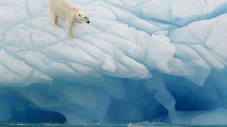 Eisbär klettert an einer Eiswand in Spitzbergen