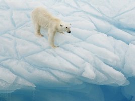 Eisbär klettert an einer Eiswand in Spitzbergen