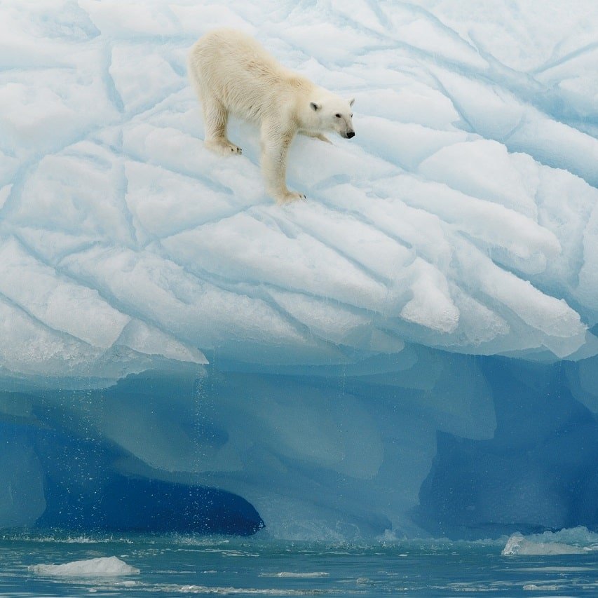 Eisbär klettert an einer Eiswand in Spitzbergen