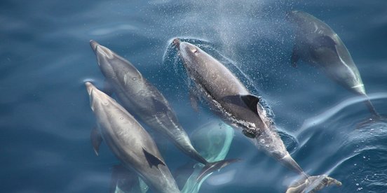 Costa Rica Reise Drake Bay