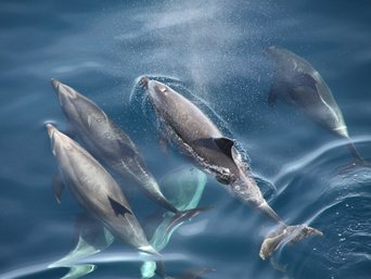 Delfine schwimmen im Meer