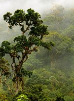 Mystisches Bild von einem Baum im Nebelwald von Costa Rica