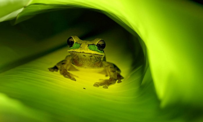 Maskierter Laubfrosch unter einem grünen Blatt