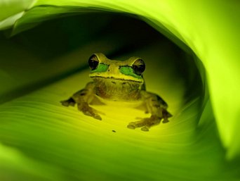 Maskierter Laubfrosch unter einem grünen Blatt