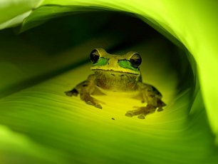 Maskierter Laubfrosch unter einem grünen Blatt