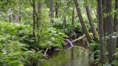 Kleiner Fluss durch dichten Wald und Farn