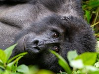 Nahaufnahme eines Gorillas im Bwindi Nationalpark.