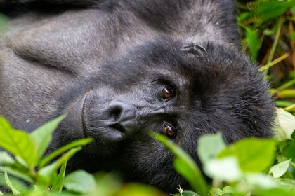 Nahaufnahme eines Gorillas im Bwindi Nationalpark.