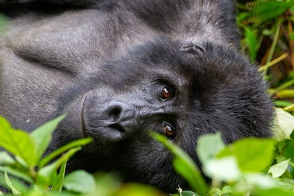 Uganda Gorilla Tiere Bwindi Nationalpark Nahaufnahme eines Gorillas im Bwindi Nationalpark.