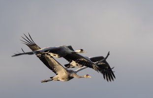 Kraniche im Flug an der Müritz