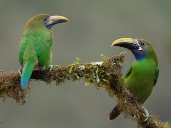 Costa Rica Vogel Laucharassari Zwei Laucharassaris auf einem Ast