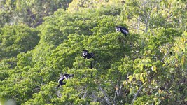 Affen sitzen in der Krone eines Baumes im Regenwald Ugandas.