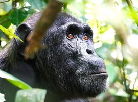 Nahaufnahme eines Schimpansen im Dickicht