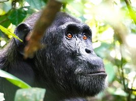 Nahaufnahme eines Schimpansen im Dickicht