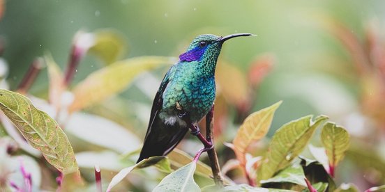 Costa Rica Veilchenohrkolibri Costa Rica Reise - Juwelen des Dschungels