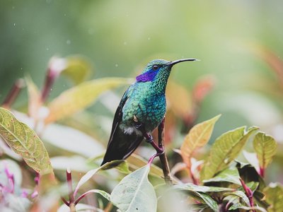 Costa Rica Veilchenohrkolibri Schillernder Kolibri auf einem Ast