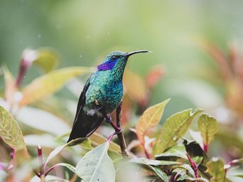 Schillernder Kolibri auf einem Ast
