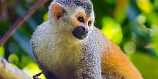 Totenkopfäffchen Manuel Antonio Rundreise Costa Rica 2 Wochen