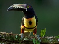 Schwarzkehlarassari auf einem Ast in Costa Rica