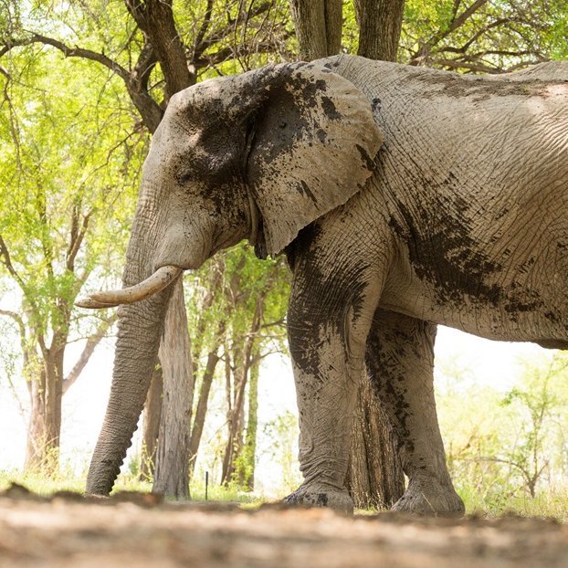 Nahaufnahme Elefant von der Seite