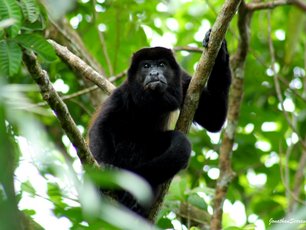 Ein Brüllaffe schaut uns neugierig entgegen.