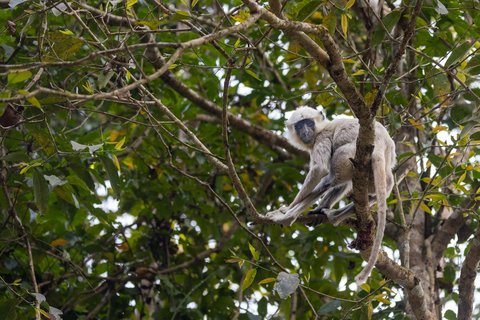 Ein Nepalesischer Hauman-Langursitzt im Baum