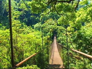 Eine Hängebrücke im Regenwald in der Region Boquete.