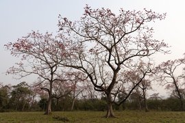Ein Kapokbaum in Blüte