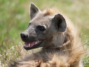 Nahaufnahme einer hechelnden Hyäne