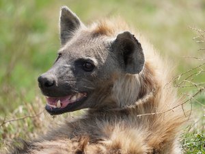 Nahaufnahme einer hechelnden Hyäne