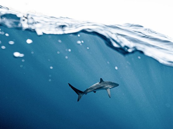 Hai im Meer, Splitshot