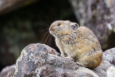 Japanisches Pika sitzt auf einem Fels