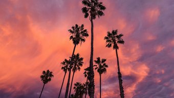 Palmen bei Sonnenuntergang, schöner Himmel