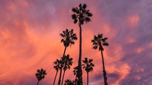 Palmen bei Sonnenuntergang, schöner Himmel