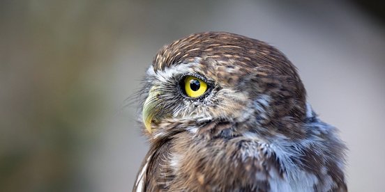 Patagonien-Sperlingskauz mit gelben Augen schaut zur Seite