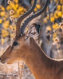 Botswana Impala Impalabock bei Sonnenuntergang