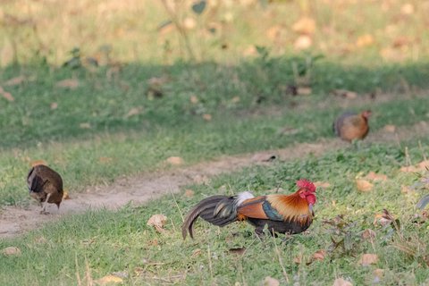 Wilde Kammhühner scharren auf einer Grünfläche