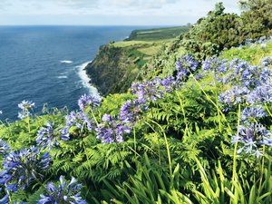 Blumen an der Küste der Azoren