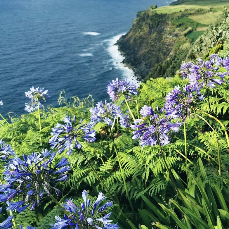 Blumen an der Küste der Azoren