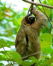 Costa Rica Reise - Open Voucher Programm